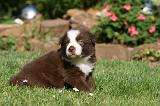 BORDER COLLIE 1236